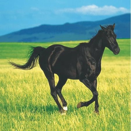 5" Beverage Napkins - Wild Horses (16ct) - Creative Converting