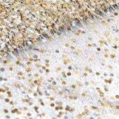 Creative Ideas Party Supplies Champagne Metallic Sequins Mesh Roll 19" x 5 yards